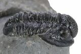 Detailed Gerastos Trilobite Fossil - Morocco #347358-3